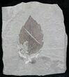 Fossil Oak Leaf (Quercus) - Green River Formation #29189-1